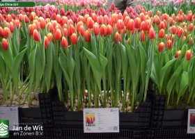 Tulipa China Girl (1)